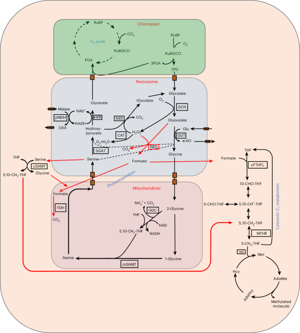 Metabolic flux analysis in leaf metabolism quantifies the link between  photorespiration and one carbon metabolism | Nature Plants