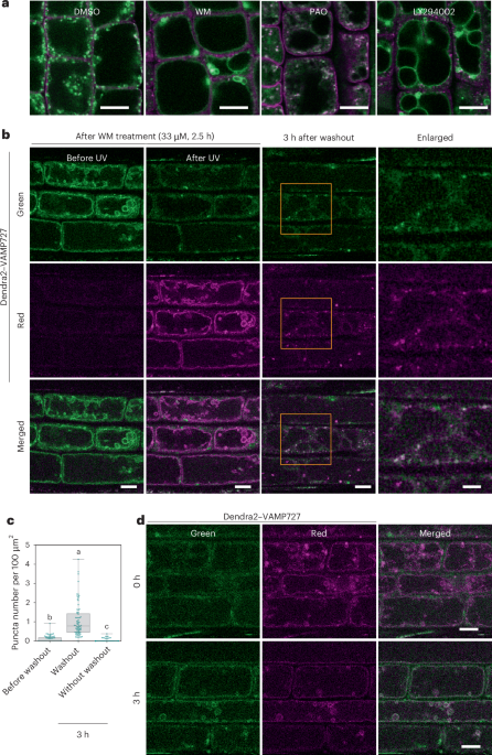 Retrieval from vacuolar and endosomal compartments underpinning the neofunctionalization of SNARE in plants
