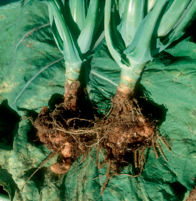 Broad-spectrum clubroot resistance | Nature Plants