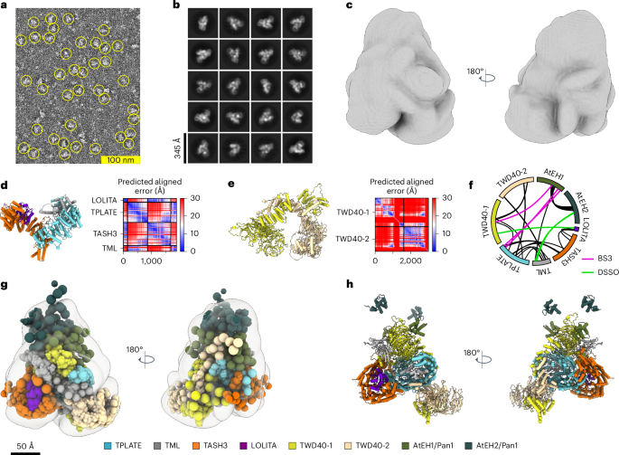The TPLATE complex's structure drives membrane curvature during plant ...