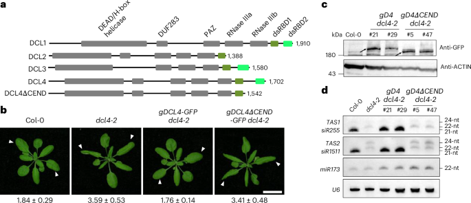 DCL4 в защите растений: почему фермент подавляет DCL2
