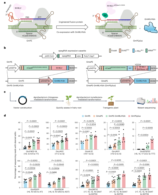 Efficient prime editors for heritable multiplex precision genome editing in soybean - Nature Plants