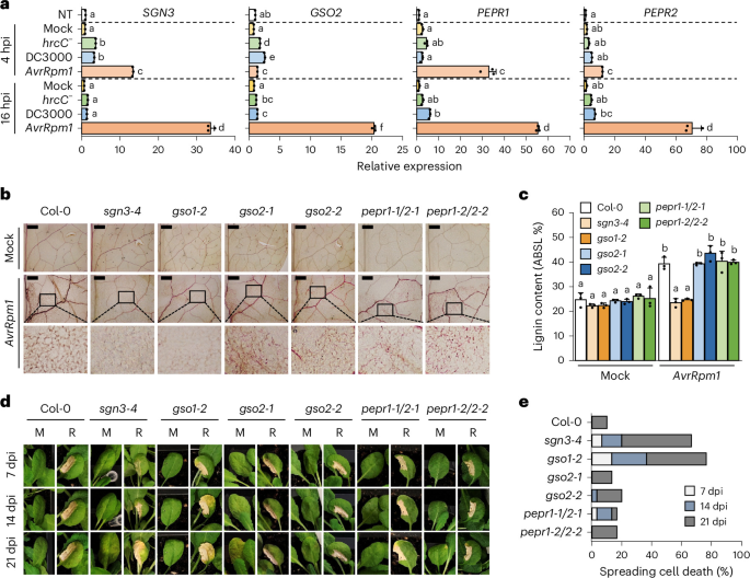 The SCHENGEN pathway regulates lignin barrier formation via the receptor-like cytoplasmic kinase BIK1 in plant immunity