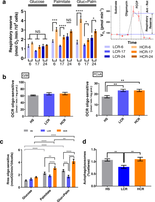 Mitochondrial health is enhanced in rats with higher vs. lower intrinsic  exercise capacity and extended lifespan | npj Aging and Mechanisms of  Disease
