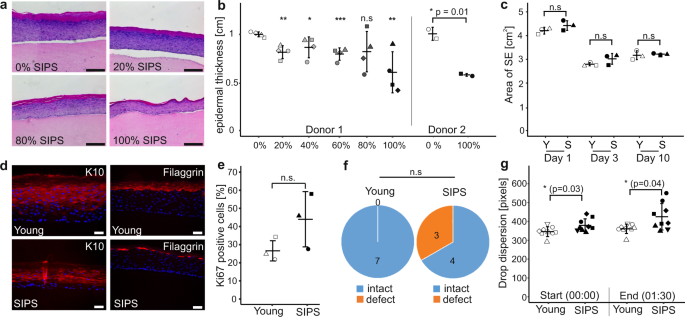 Human skin reconstitution in the cell-sorted skin equivalent (CeSSE)