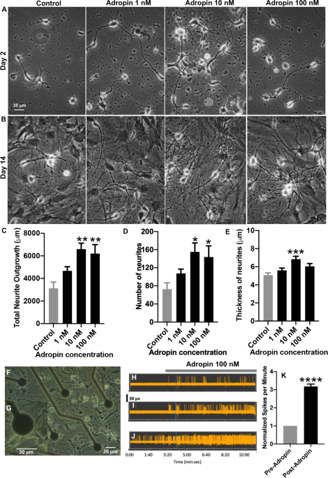 Menin protein protects against aging and cognitive decline