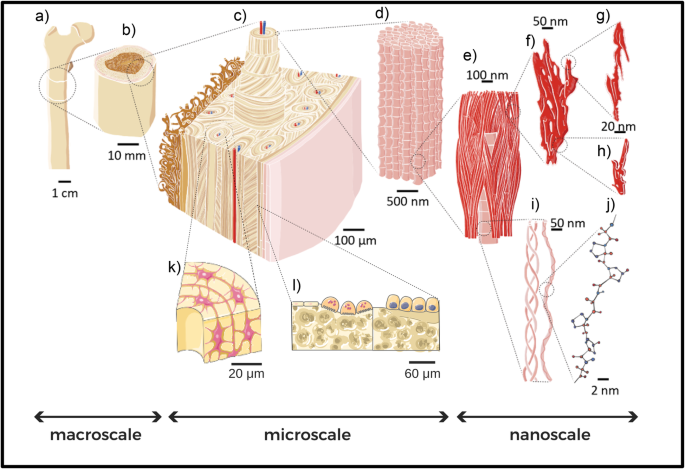 Multiscale and multidisciplinary analysis of aging processes in bone