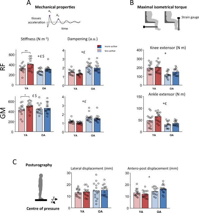 The role of physical activity in mitigating age-related changes in the neuromuscular control of gait