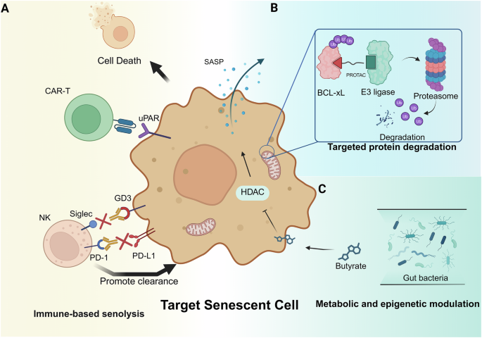 Emerging strategies in senotherapeutics: from broad-spectrum senolysis to precision reprogramming