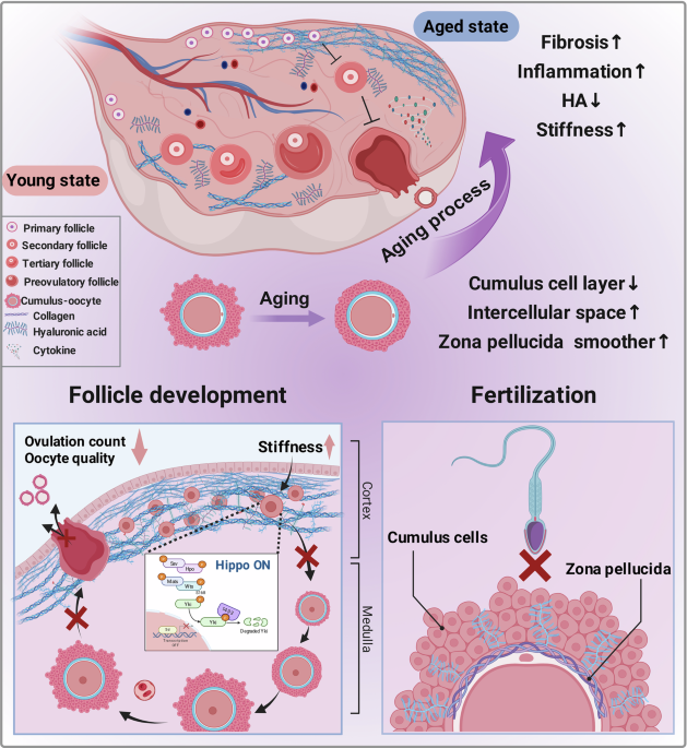 iv glutathione female network 2018 Extracellular matrix: new insights into its role in reproductive aging and potential therapeutic strategies iv glutathione female network 2018