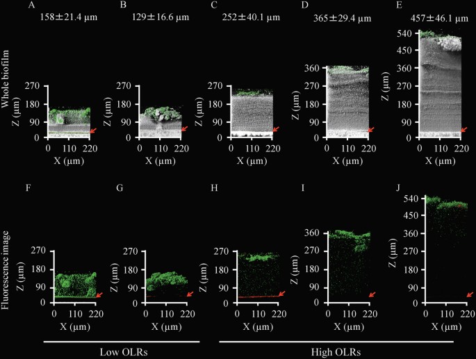 Architecture, component, and microbiome of biofilm involved in the fouling of membrane bioreactors