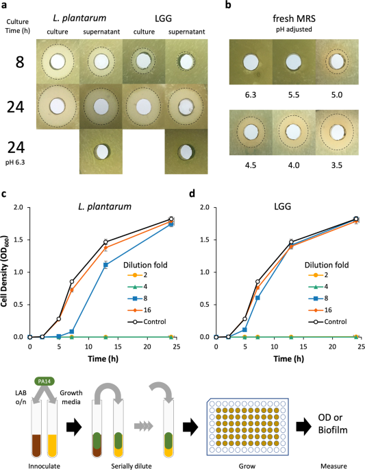 Engineered lactobacilli display anti-biofilm and growth suppressing activities against Pseudomonas aeruginosa