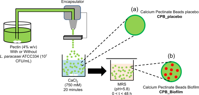 Intestinal Release Of Biofilm Like Microcolonies Encased In Calcium Pectinate Beads Increases Probiotic Properties Of Lacticaseibacillus Paracasei Npj Biofilms And Microbiomes Intestinal Release Of Biofilm Like Microcolonies Encased In Calcium Pectinate Beads Increases Probiotic Properties Of Lacticaseibacillus Paracasei Npj Biofilms And Microbiomes