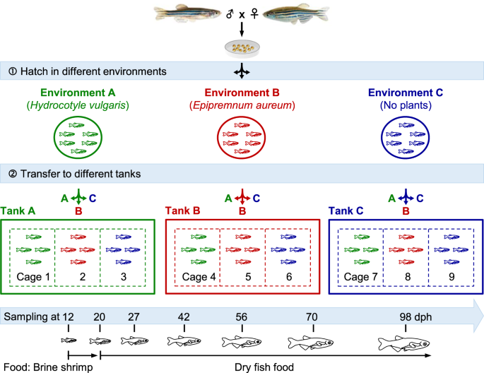 Host Development Overwhelms Environmental Dispersal In Governing The Ecological Succession Of Zebrafish Gut Microbiota Npj Biofilms And Microbiomes