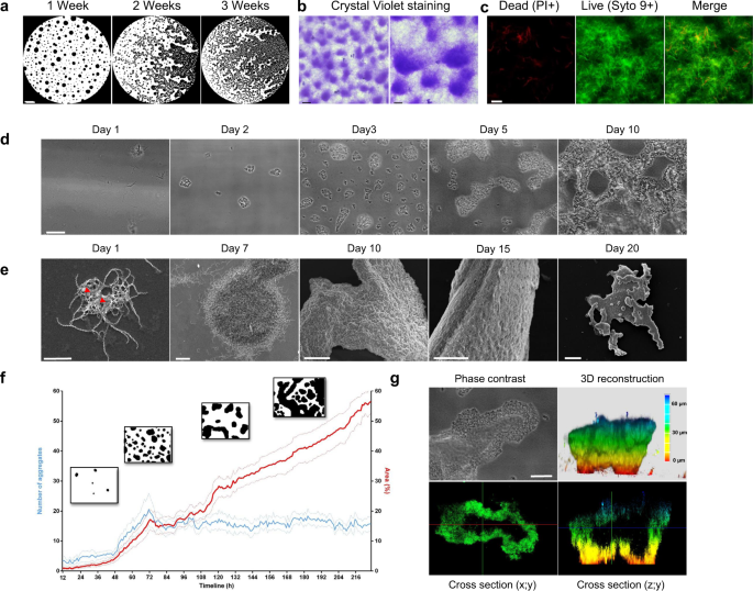 The zoonotic pathogen Leptospira interrogans mitigates environmental stress  through cyclic-di-GMP-controlled biofilm production | npj Biofilms and  Microbiomes