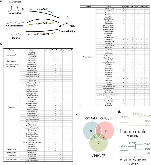 l carnitine xtreme pura de dymatize 60 capsulas importada Buy Dymatize Unflavoured 60 Capsules L-Carnitine Xtreme Online At Best  Price On Moglix