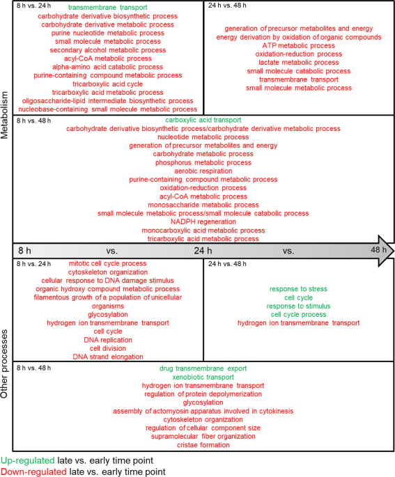 Impaired amino acid uptake leads to global metabolic imbalance of Candida albicans biofilms | npj Biofilms and Microbiomes - Nature.com