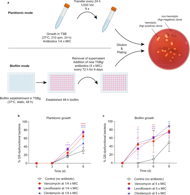 Antibiotic treatment can exacerbate biofilm-associated infection 