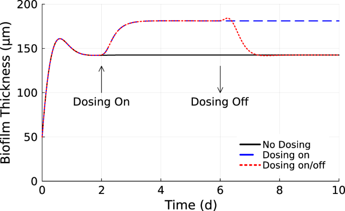 Simulation of catalase-dependent tolerance of microbial biofilm to 