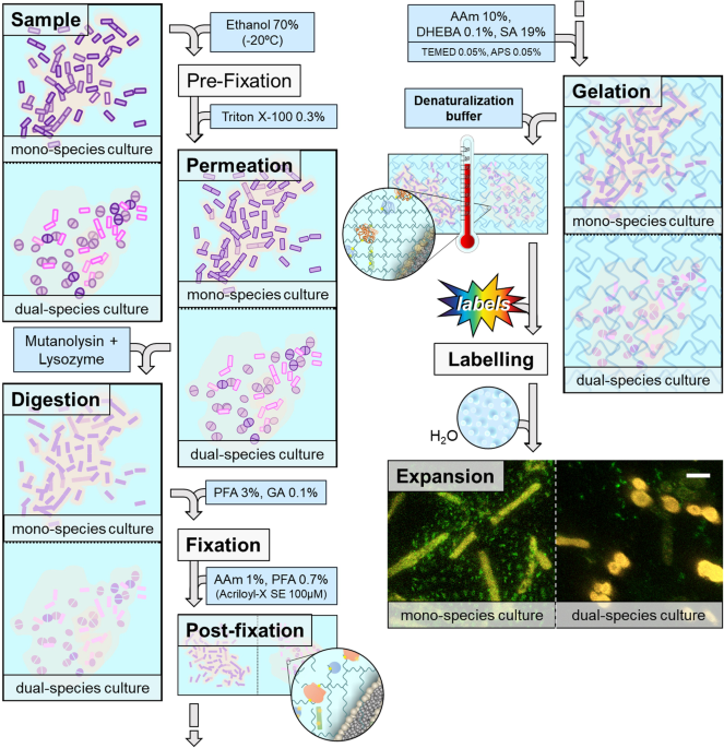 Expansion microscopy applied to mono- and dual-species biofilms