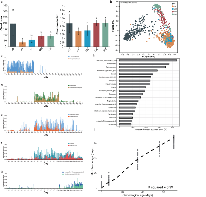 The Bifidobacterium-dominated fecal microbiome in dairy calves shapes ...