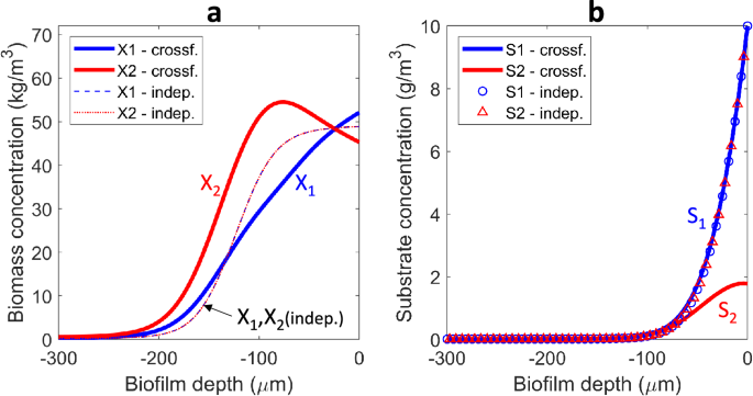 Diffusion-based mechanism explains spatial organization in cross ...