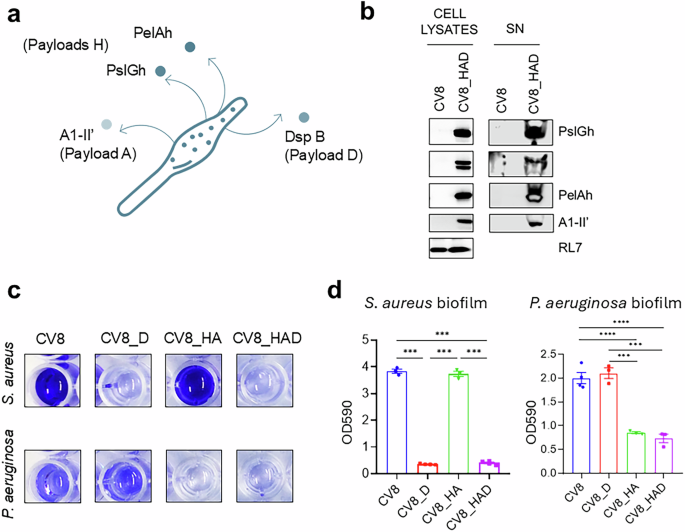 Engineered Mycoplasma pneumoniae targeting dual-species bacterial ...