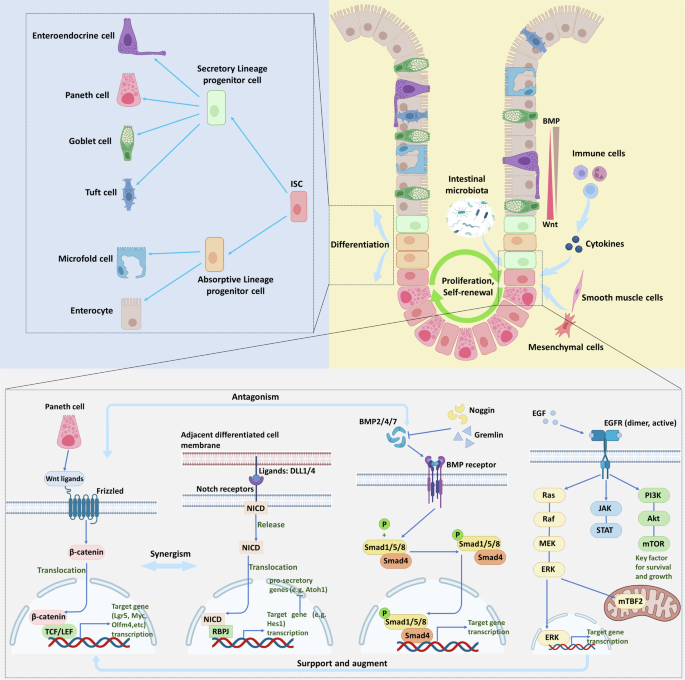 diarrhea after taking glutathione Microbial regulation of intestinal stem cell function: implications for  alleviating intestinal injury of weaned piglets