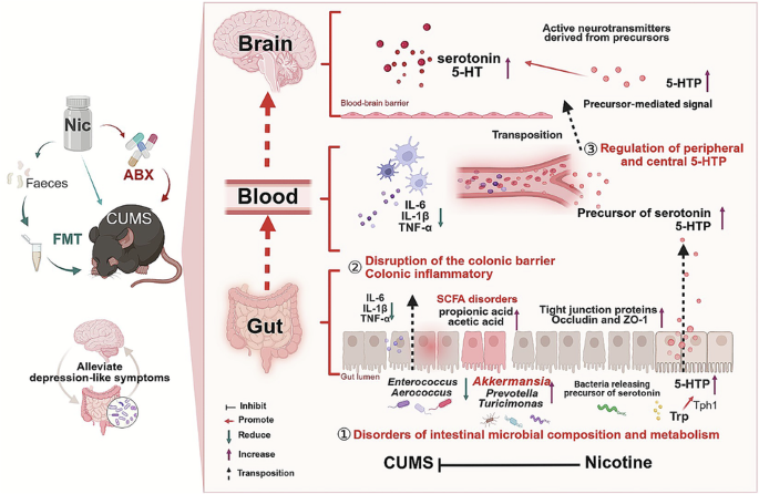 Bağırsaq mikrobiotasının yenidən qurulması CUMS siçanlarında nikotinlə əlaqəli davranışın yaxşılaşmasına və serotoninlə bağlı metabolizmin bərpasına kömək edir