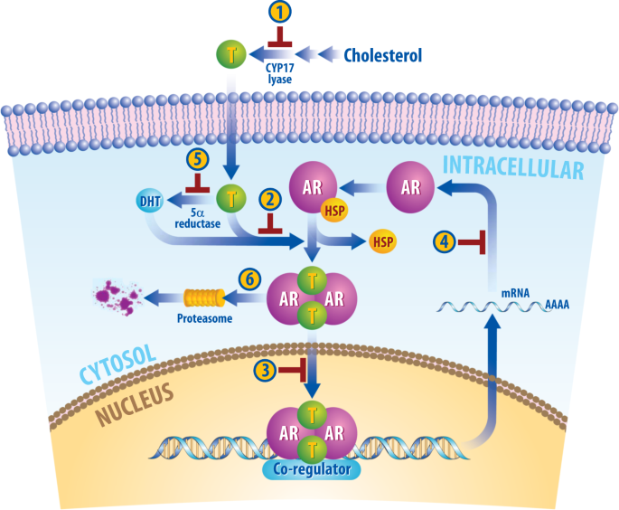 ARe we there yet? Understanding androgen receptor signaling in breast  cancer