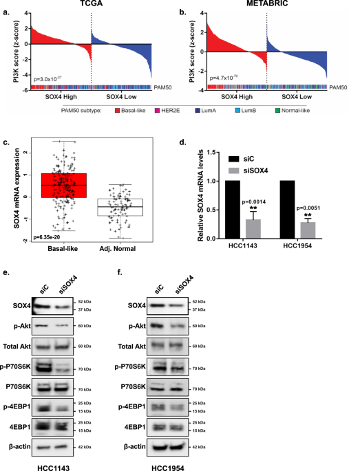 Sox4 And Smarca4 Cooperatively Regulate Pi3k Signaling Through Transcriptional Activation Of Tgfbr2 Npj Breast Cancer