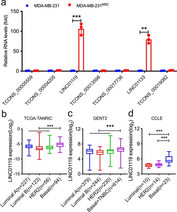 The Linc Socs5 Axis As A Critical Theranostic In Triple Negative Breast Cancer Npj Breast Cancer