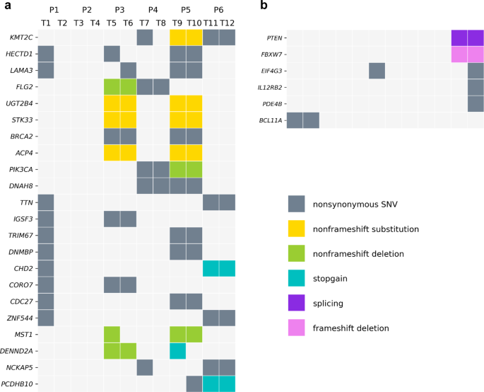 Whole-exome sequencing identifies somatic mutations and intratumor heterogeneity in inflammatory breast cancer