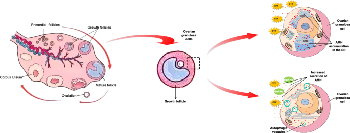 GnRHa protects the ovarian reserve by reducing endoplasmic 