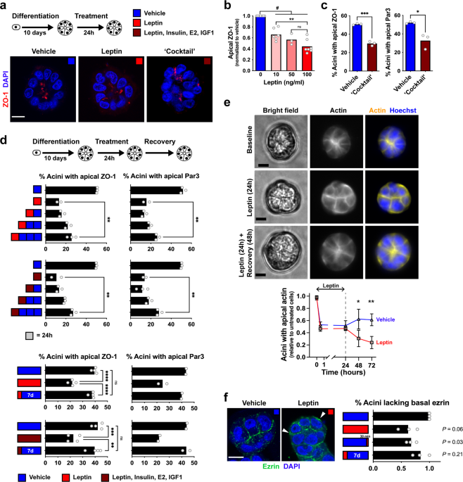 Breast cancer prevention by short-term inhibition of TGFβ signaling