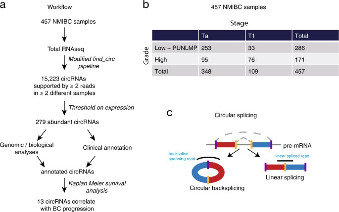 banan Et kors Mediator Circular RNA expression is abundant and correlated to aggressiveness in  early-stage bladder cancer | npj Genomic Medicine