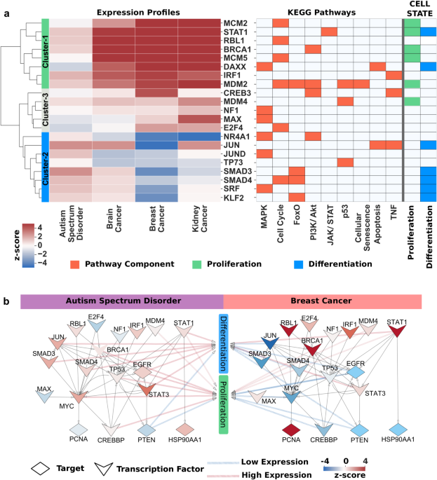 A shared genetic contribution to breast cancer and schizophrenia