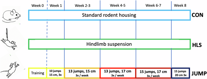 Plyometric training increases thickness and volume of knee articular cartilage in mice Plyometric training increases thickness and volume of knee articular cartilage in mice