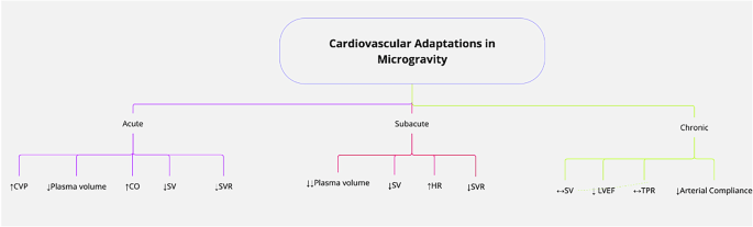 Review of microgravity’s impact on cardiovascular and nervous systems in space exploration