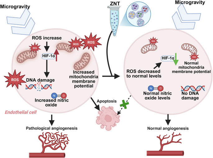 hydrostat nano glutathione Protein nano-bioactives against microgravity-induced endothelial  dysfunction