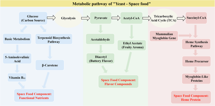 does glutathione feed candida Yeast-driven biomanufacturing in space: synergizing cellular agriculture for sustainable extraterrestrial habitats Peptides are increasingly being Pack:Pack of 3 healthessent
