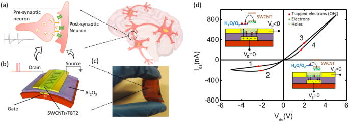 Human brain stimulated by artificial synaptic device