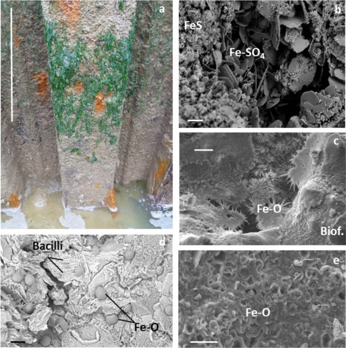 accelerated low water corrosion the microbial sulfur cycle sulfur in water