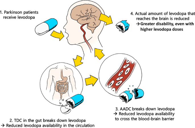 Levodopa benefits