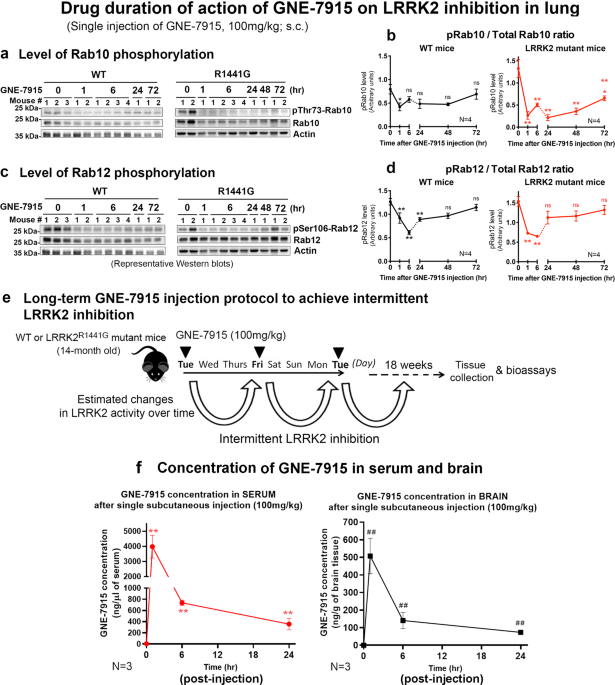 long-term-inhibition-of-mutant-lrrk2-hyper-kinase-activity-reduced-mouse-brain-synuclein-oligomers-without-adverse-effects-npj-parkinson-s-disease