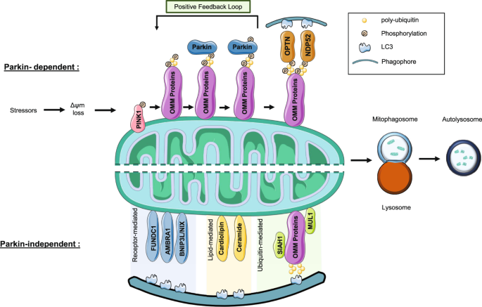 Mitophagy and reactive oxygen species interplay in Parkinson's disease | npj Parkinson's Disease