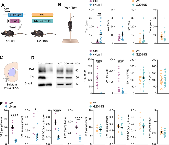 Aberrant somatic calcium channel function in cnurr1 and lrrk2-g2019s mice