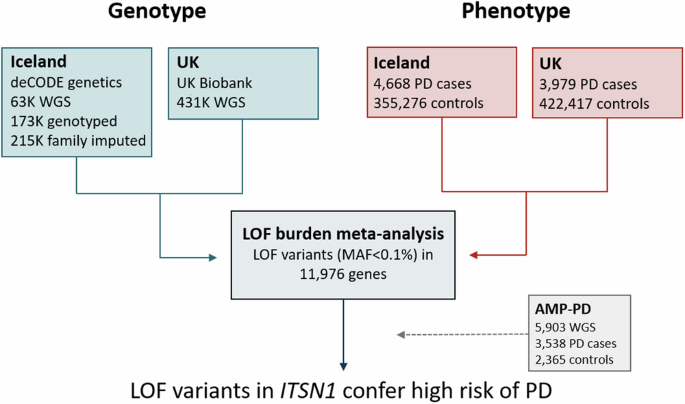 Loss-of-function variants in ITSN1 confer high risk of Parkinson’s