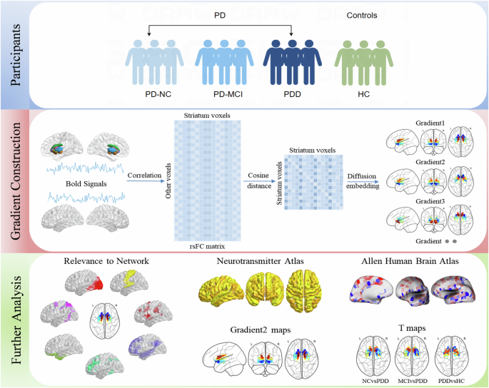 Striatal Gradient Mapping striatal functional gradients and associated gene expression in ...