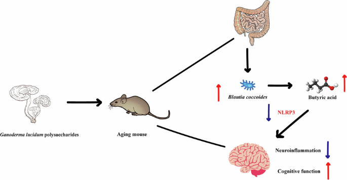 Ganoderma lucidum polysaccharides ameliorate cognitive decline and neuroinflammation in aging via the Blautia coccoides-butyrate-NLRP3 axis
